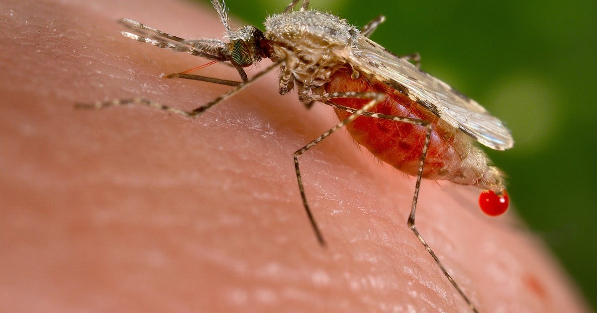 Close-up of an Anopheles mosquito, the type of mosquito that spreads malaria, feeding on skin